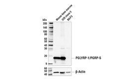 Cell Signaling Technology&nbsp;PGLYRP-1/PGRP-S Antibody 100 u