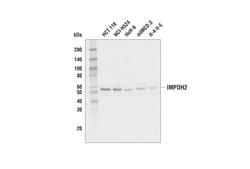 Cell Signaling Technology&nbsp;IMPDH2 Antibody 100 ul