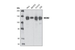 Cell Signaling Technology&nbsp;MCM2 D7G11 XPR Rabbit mAb