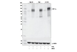 Cell Signaling Technology&nbsp;HIF-1-alpha D1S7W XPR Rabb