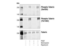Cell Signaling Technology&nbsp;Phospho-Tuberin/TSC2 Ser939