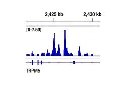 Cell Signaling Technology&nbsp;POU2F3 E5N2D XPR Rabbit mA