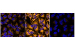 Cell Signaling Technology&nbsp;FerroOrange 24 ug