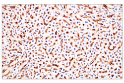 Cell Signaling Technology&nbsp;CD47 E2V9V Rabbit mAb 100 ul