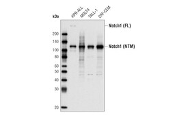 Cell Signaling Technology&nbsp;Notch1 D1E11 XPR Rabbit mA