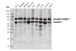 Cell Signaling Technology&nbsp;RanGAP1 D2T7T Rabbit mAb 100