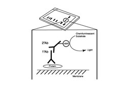 Cell Signaling Technology&nbsp;MHC Class I Antigen Processing