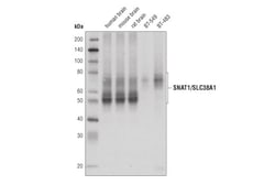 Cell Signaling Technology&nbsp;SNAT1/SLC38A1 D9L2P Rabbit m