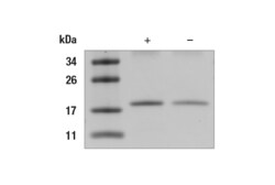 Cell Signaling Technology&nbsp;Human IFN-alpha 2b Recombinant