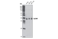 Cell Signaling Technology&nbsp;EpCAM Antibody 100 ul