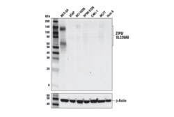 Cell Signaling Technology&nbsp;ZIP8/SLC39A8 E2L8E Rabbit mA