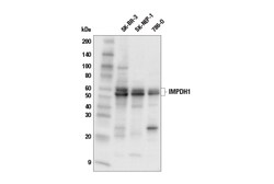 Cell Signaling Technology&nbsp;IMPDH1 E5Z5F Rabbit mAb 100