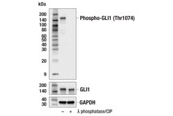 Cell Signaling Technology&nbsp;Phospho-GLI1 Thr1074 Antibod