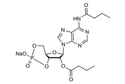 Cell Signaling Technology&nbsp;Dibutyryl-cAMP sodium salt 2