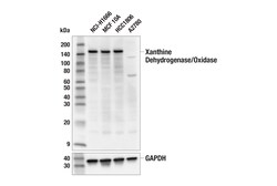 Cell Signaling Technology Xanthine Dehydrogenase/Oxidase