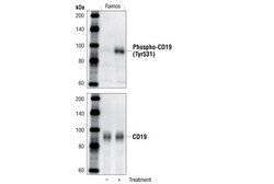 Cell Signaling Technology&nbsp;Phospho-CD19 Tyr531 Antibody