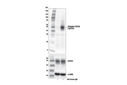 Cell Signaling Technology&nbsp;Phospho-CD79A Tyr210 Antibod