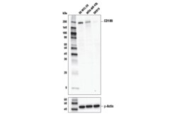 Cell Signaling Technology&nbsp;CD109 Antibody 100 ul