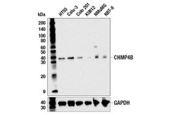 Cell Signaling Technology&nbsp;CHMP4B E2L7M Rabbit mAb 100