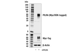 Cell Signaling Technology&nbsp;PILRA E6H7K Rabbit mAb BSA