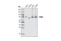 Cell Signaling Technology&nbsp;TGM2 D11A6 XPR Rabbit mAb