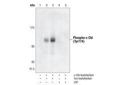 Cell Signaling Technology&nbsp;Phospho-c-Cbl Tyr774 Antibod