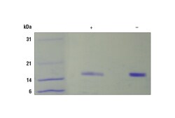 Cell Signaling Technology&nbsp;Mouse/Rat FGF-acidic/FGF1 Reco