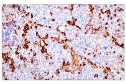 Cell Signaling Technology CD11b/ITGAM E4K8C Rabbit mAb
