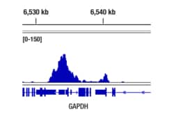 Cell Signaling Technology Goat Anti-Rabbit IgG HL Ant