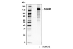 Cell Signaling Technology&nbsp;SMCR8 Antibody 100 ul