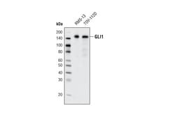 Cell Signaling Technology&nbsp;GLI1 C68H3 Rabbit mAb 20 ul