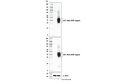 Cell Signaling Technology&nbsp;CD7 Antibody 100 ul