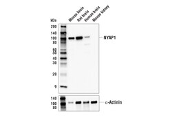 Cell Signaling Technology&nbsp;NYAP1 E6D4S Rabbit mAb 100 u