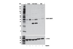 Cell Signaling Technology&nbsp;DUSP1/MKP1 E6T5S Rabbit mAb