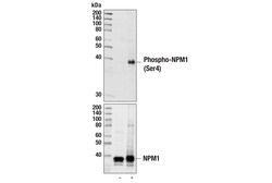 Cell Signaling Technology&nbsp;Phospho-NPM1 Ser4 D19C1 XP