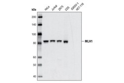 Cell Signaling Technology&nbsp;MLH1 4C9C7 Mouse mAb 20 ul