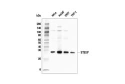 Cell Signaling Technology&nbsp;STEEP Antibody 100 ul