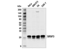 Cell Signaling Technology&nbsp;SRSF3 E9U9C Rabbit mAb 100 u