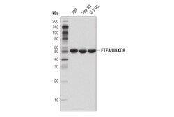 Cell Signaling Technology&nbsp;ETEA/UBXD8 D8H6D Rabbit mAb