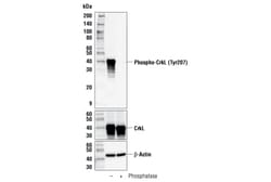 Cell Signaling Technology&nbsp;Phospho-CrkL Tyr207 E9A1U