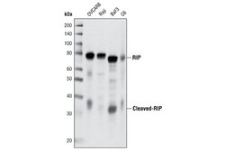 Cell Signaling Technology&nbsp;RIP D94C12 XPR Rabbit mAb