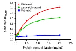 Cell Signaling Technology&nbsp;Phospho-p38 MAPK Thr180/Tyr18