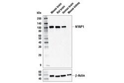 Cell Signaling Technology&nbsp;NYAP1 Antibody 100 ul