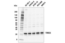 Cell Signaling Technology&nbsp;TIM23 E1Q7L Rabbit mAb 100 u