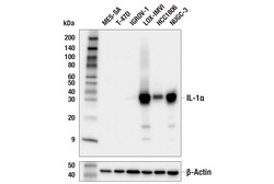Cell Signaling Technology&nbsp;IL-1-alpha E8O1W Rabbit mAb
