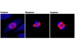Cell Signaling Technology Phospho-Histone H3 Ser10 D2