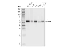 Cell Signaling Technology&nbsp;Ajuba D4D8P Rabbit mAb 100 u
