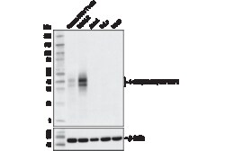 Cell Signaling Technology 4-1BB/CD137/TNFRSF9 D2Z4Y Ra