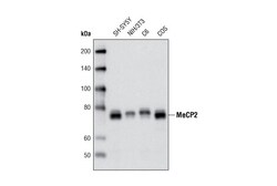 Cell Signaling Technology&nbsp;MeCP2 D4F3 XPR Rabbit mAb
