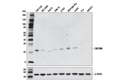 Cell Signaling Technology&nbsp;CMTM6 Antibody 100 ul